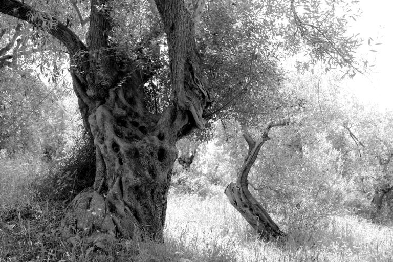 Ελλάδα 2024: Τέλος στο Παρθένο Ελαιόλαδο