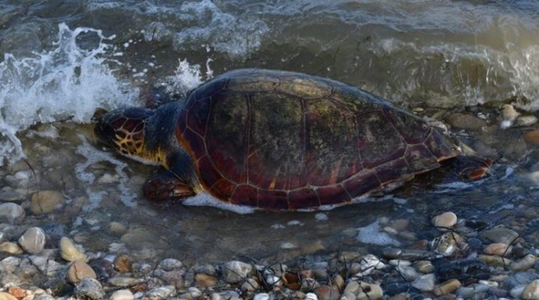 Εντοπίστηκε νεκρή καρέτα – καρέτα στη Σαλαμίνα