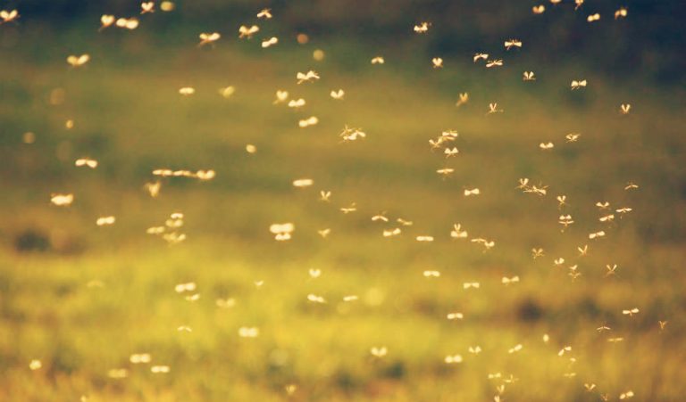 H Google θα αμολήσει 2 εκατομμύρια μολυσμένα κουνούπια!