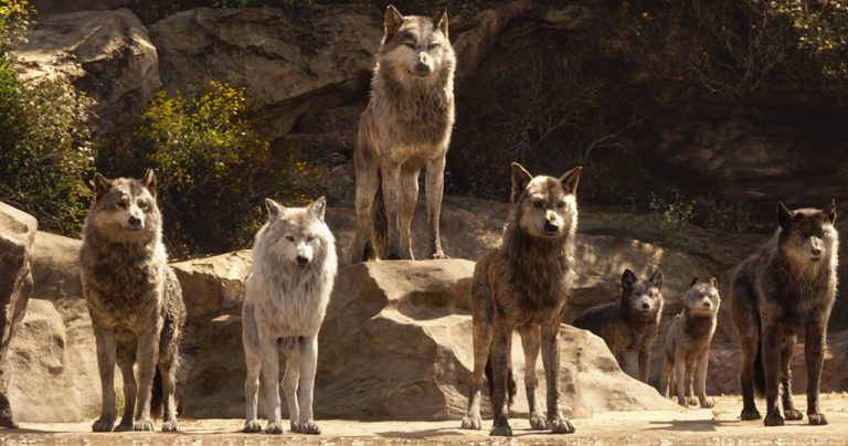 Νέα έρευνα δείχνει ότι οι σκύλοι και οι λύκοι έχουν την αίσθηση της δικαιοσύνης