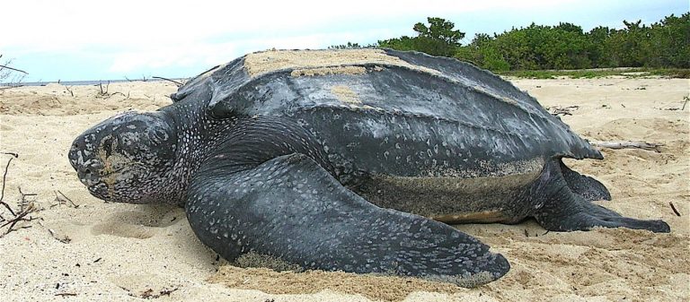 Μια «δερματοχελώνα» γιγαντιαίων διαστάσεων και 200 κιλών… ξεβράστηκε κοντά στη Βαρκελώνη (βίντεο)