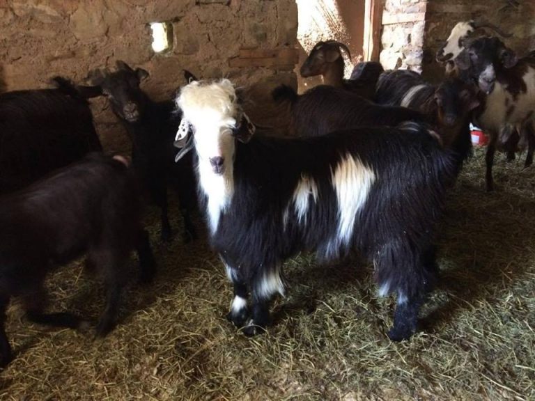 Εξαιρετικά κατσίκια πωλούνται