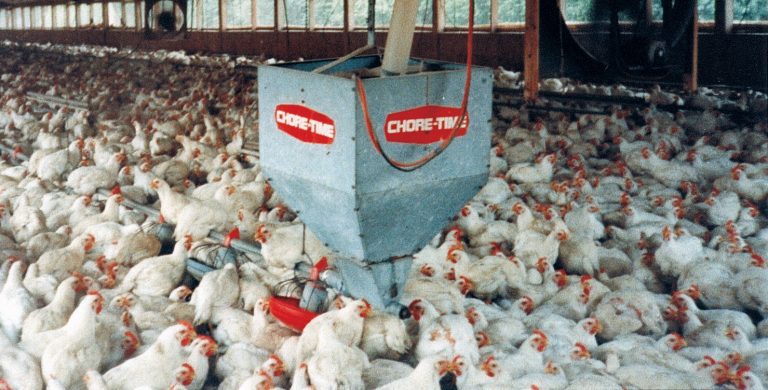 Είμαστε ένα ορνιθοτροφείο για τους επικυρίαρχους