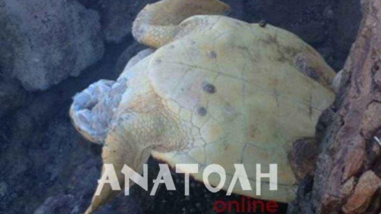 Τρία νέα περιστατικά με νεκρές χελώνες στον Κόλπο της Ελούντας