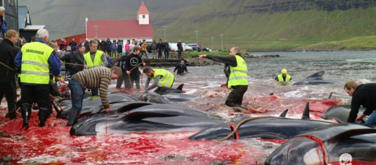 Ο Μεγάλος πόλεμος εξελίσσεται,  26 κουβάδες από αίμα…