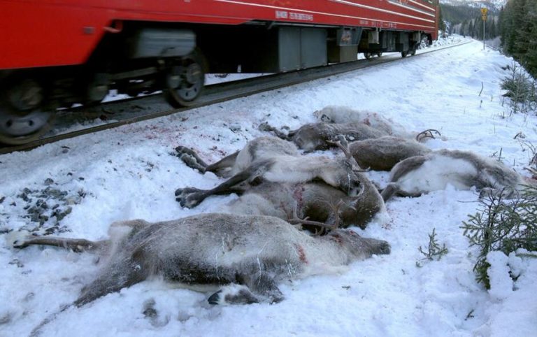 Νορβηγικό τρένο σκοτώνει 17 τάρανδους στην Αρκτική και το πεδιο ενημερωνει..!