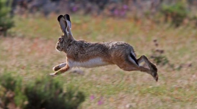 Κύπρος: Πρόστιμο 25.000 ευρώ για ένα λαγό