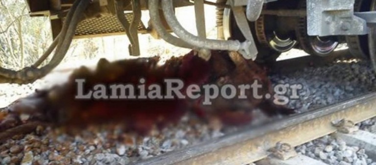 Τρένο στον Ασωπό συγκρούστηκε με αγελάδες κα τις διαμέλισε- Δεν τραυματίστηκαν επιβάτες