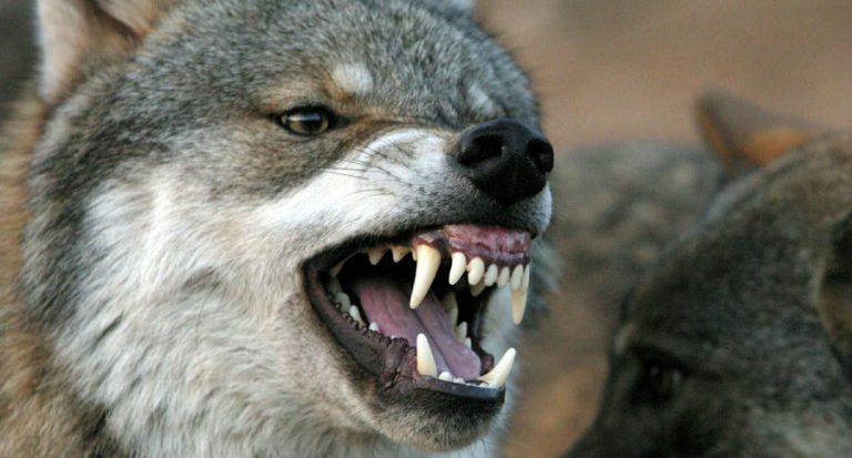 ΕΧΕΙΣ ΔΕΙ ΠΟΤΕ ΠΡΟΒΑΤΑ ΝΑ ΚΥΝΗΓΑΝΕ ΛΥΚΟΥΣ;;;; ΕΔΩ Η ΕΥΚΑΙΡΙΑ!!! ΧΕΣΕ ΤΗΝ ΜΟΝΑΔΑ ΚΑΙ ΠΙΑΣΕ ΤΗΝ ΟΜΑΔΑ!!!!