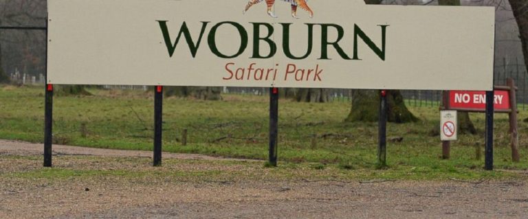 Οι 13 μαϊμούδες πάτας ενός πάρκου σαφάρι στη νότια Αγγλία σκοτώθηκαν σε πυρκαγιά που εκδηλώθηκε σήμερα στο σπιτάκι τους