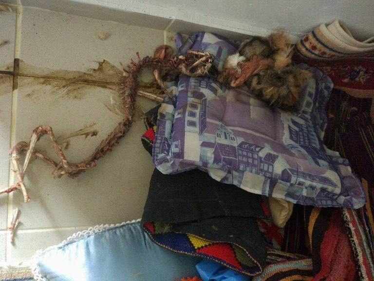 Ειμαστε σιγουροι οτι ολοι οσοι εχουν ερθει σαν προσφυγες ειναι ανθρωποι; …