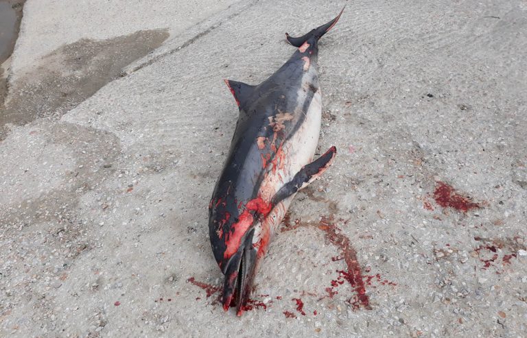 Εντοπισμός νεκρού δελφινιού στη Σύρο