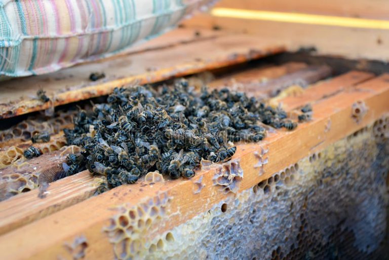 Μαζικοί θάνατοι μελισσών παγκύπρια