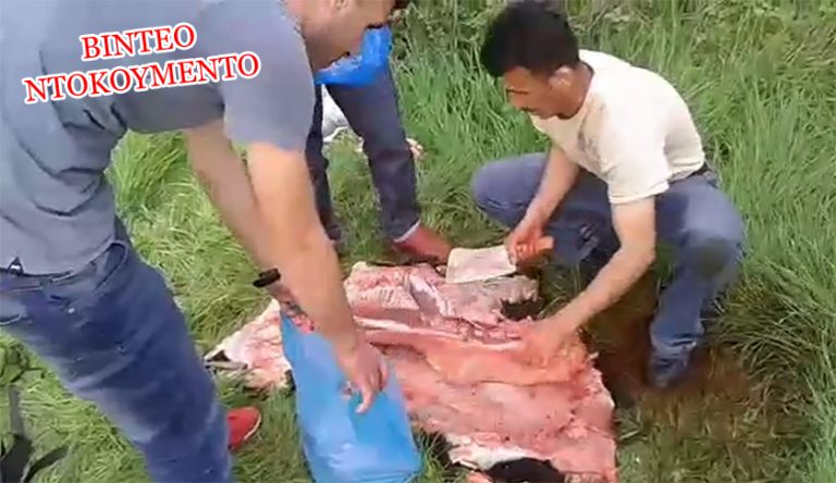 Κτηνοτρόφος στην Λέσβο πιάνει στα πράσα μετανάστες να σφάζουν και να τεμαχίζουν το ζώο του.