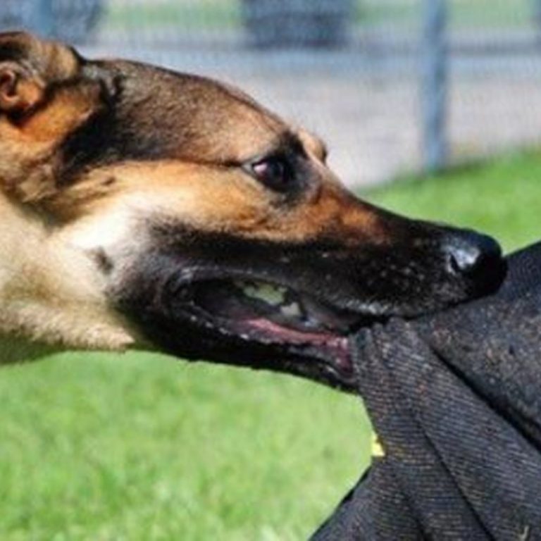 Πώς θα γλιτώσετε από επίθεση σκύλου;