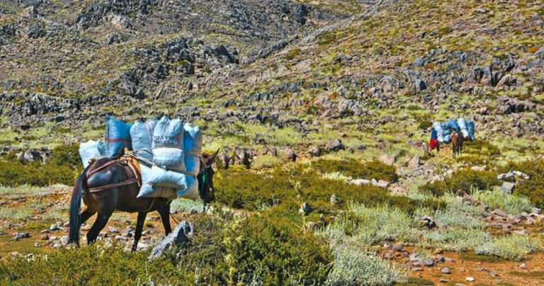 Οι Αλβανοί θερίζουν τον Γράμμο! Οργανωμένες επιδρομές από συμμορίες – Λεηλατούν τα δάση μας