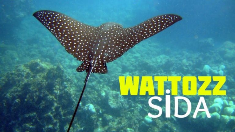 Με εκατοντάδες stealth «σελάχια-δολοφόνους» drones θέλει να ελέγχει το Αιγαίο το τουρκικό Ναυτικό!