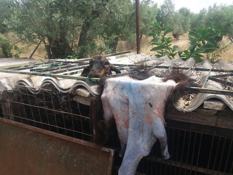 Η Λέσβος εκπέμπει SOS