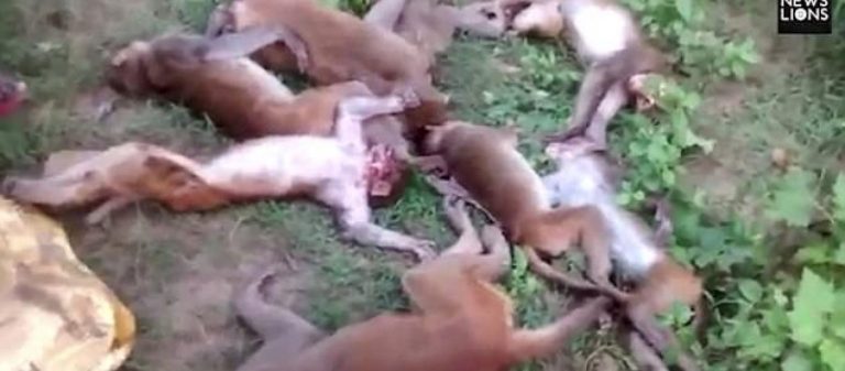 Ινδία: Ταυτόχρονος θάνατος 12 πιθήκων – Αυτή είναι η σοκαριστική αιτία