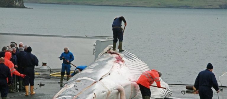 Φρίκη στην Ανταρκτική: Ιάπωνες ψαράδες σκότωσαν 333 φάλαινες μινκ – 122 εξ αυτών ήταν έγκυες!