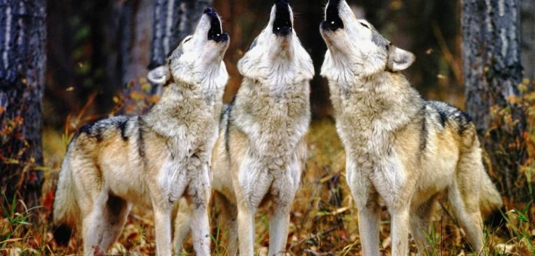 ΟΜΑΔΑ ΥΨΗΛΗΣ ΕΠΟΠΤΕΙΑΣ : Τέσσερις αποκαλύψεις που θα σας συγκλονίσουν