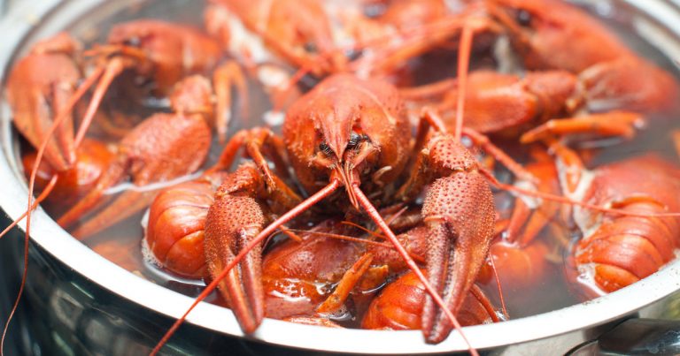 Καραβίδα ακρωτηριάζει τη δαγκάνα της για να γλιτώσει από το μαγείρεμα