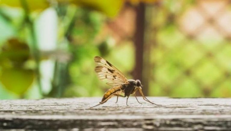 Δύο νεκροί από τον ιό του Δυτικού Νείλου