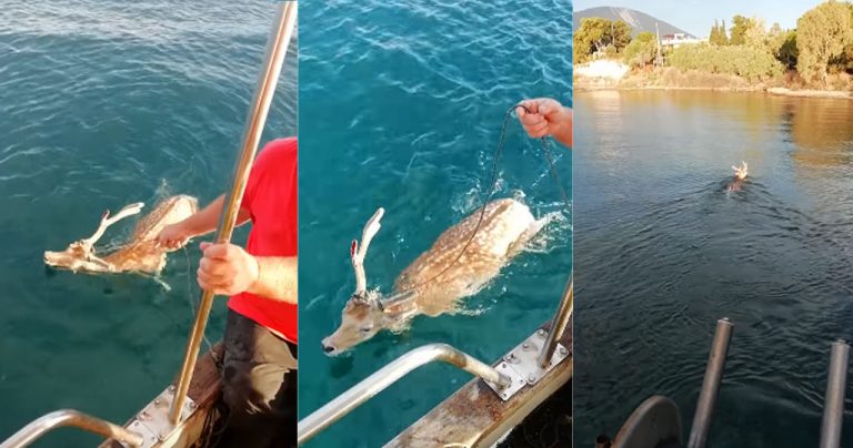 Εύβοια: Ψαράς έσωσε ελάφι που βρήκε στα ανοιχτά της θάλασσας όταν πήγε για ψάρεμα