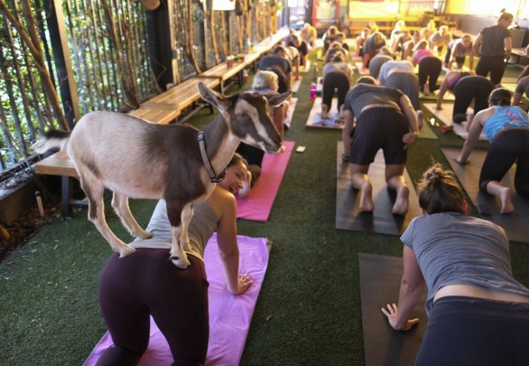 O κόσμος έχει χαζέψει: Είναι μόδα η goat yoga…