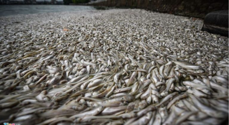 Δεν είναι μόνο στη Φλόριντα! Τα οικοσυστήματα καταρρέουν σε όλο τον κόσμο,εκατομμύρια ψάρια πεθαίνουν