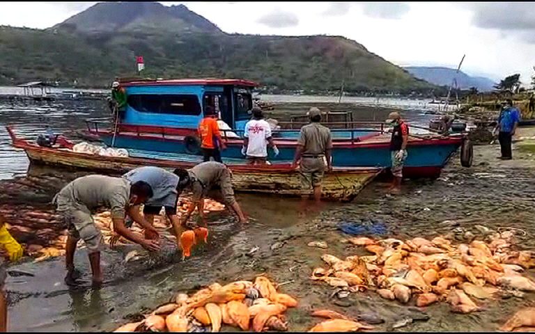 Εκατομμύρια ψάρια πεθαίνουν στη λίμνη Toba τη μεγαλύτερη ηφαιστειακή λίμνη σε όλο τον κόσμο στην Ινδονησία