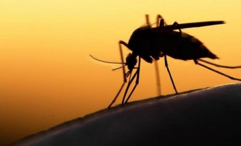 Ιός Δυτικού Νείλου: Πέντε νεκροί και 19 νέα κρούσματα λοίμωξης σε μία εβδομάδα