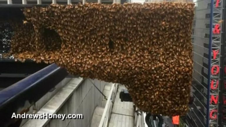 Ένα από τα πιο πολυσύχναστα μέρη της Νέας Υόρκης γέμισε με μέλισσες!