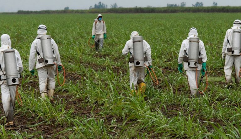 Εντοπίστηκε η καρκινογόνος ουσία γλυφοσάτη σε δημοφιλή προϊόντα βρώμης