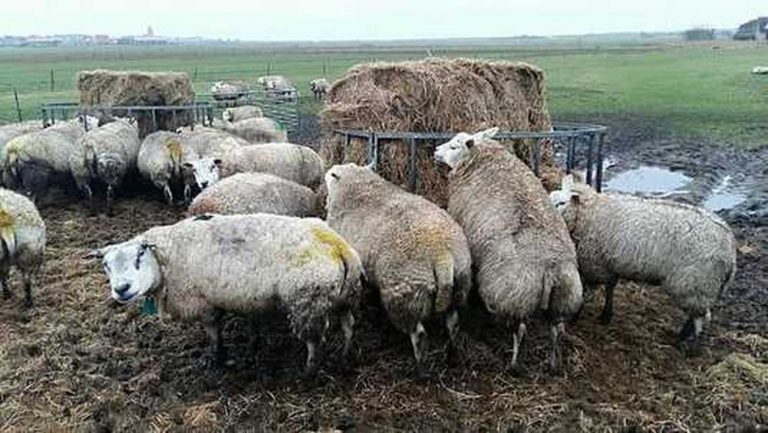 ΣΦΑΓΉ 60 ΠΡΟΒΆΤΩΝ ΑΠΌ ΤΡΈΝΑ ΣΤΗΝ ΓΕΡΜΑΝΊΑ…