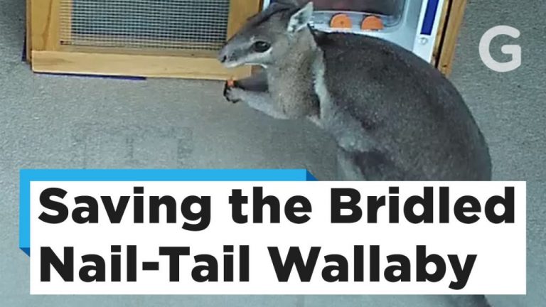 Πρώτα στα ζώα μετά στους ανθρώπους; Όχι δεν είναι επιστημονική φαντασία