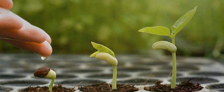 Σπόροι Ελευθερίας Ι: Ένα συγκλονιστικό ντοκιμαντέρ που περιγράφει πως οι πολυεθνικές ελέγχουν την διατροφή μέσω του ελέγχου των σπόρων (NTOKIMAΝΤΕΡ) Η ιστορία του σπόρου …