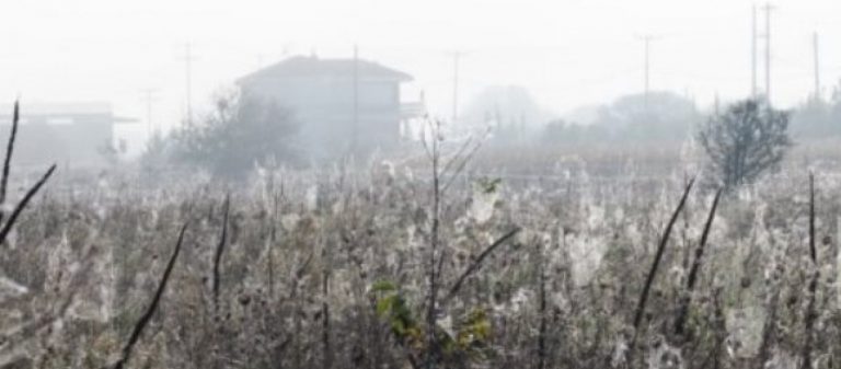«Αραχνοφοβία» και στην Τρίπολη – Ιστοί «σκέπασαν» τη Μαντίνεια!