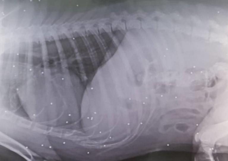 Θεσπρωτία: Κοίταξαν την ακτινογραφία και έπαθαν σοκ – Κανείς δεν μπορούσε να φανταστεί αυτό που προηγήθηκε