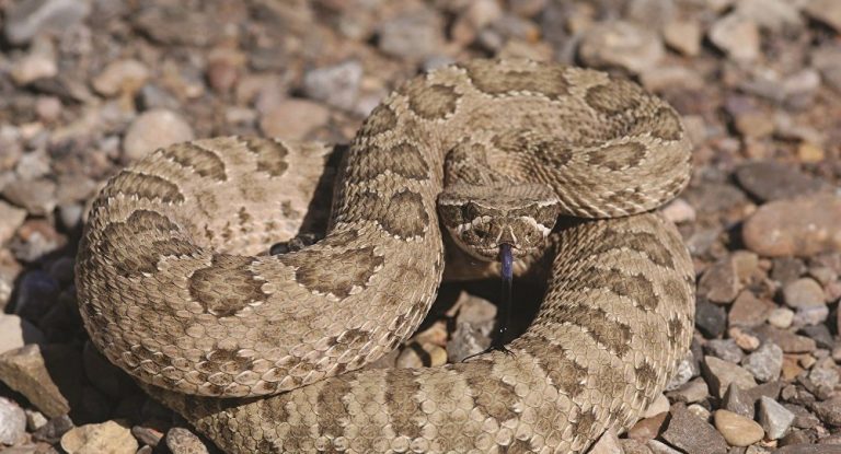 Φίδι στο Τείχος των Δακρύων ξαναζωντανεύει προφητείες της Βίβλου