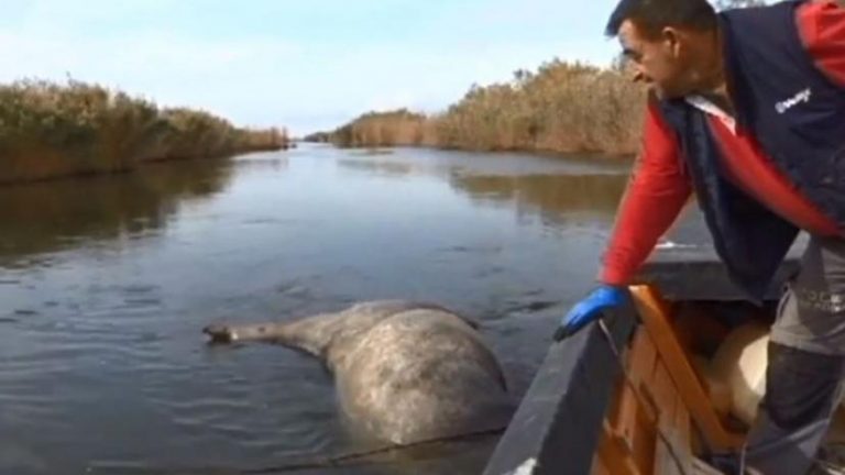 Πυροβόλησαν και σκότωσαν άγρια άλογα στο Δέλτα του Έβρου