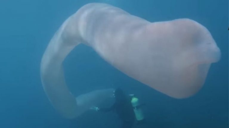 Μυστηριώδες πλάσμα εντοπίστηκε στον βυθό της Νέας Ζηλανδίας