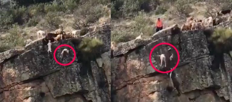 Σάλος στην Ισπανία: 12 σκυλιά κατασπαράζουν ελάφι και τα μισά κάνουν «βουτιά θανάτου» στο γκρεμό