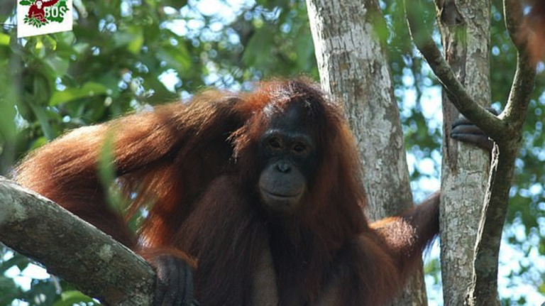Θηλυκός ουρακοτάγκος σκλάβος του σεξ για τρία δολάρια σε οίκο ανοχής στο Βόρνεο