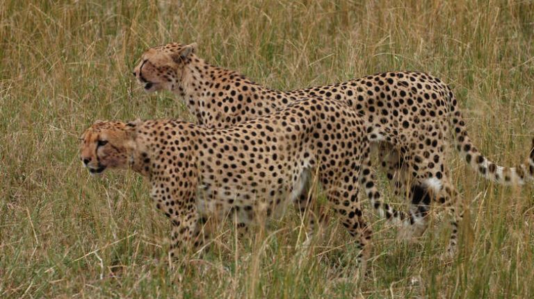 Λεοπάρδαλη σκότωσε μοναχό που διαλογιζόταν στο δάσος