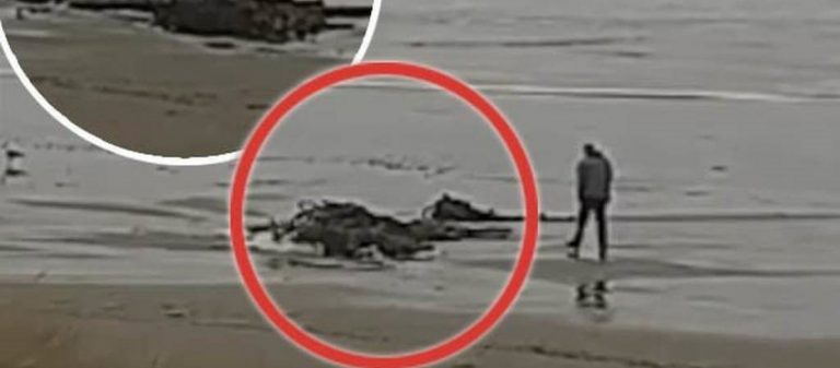 Μυστήριο με γιγαντιαίο πλάσμα που ξεβράστηκε στην ακτή