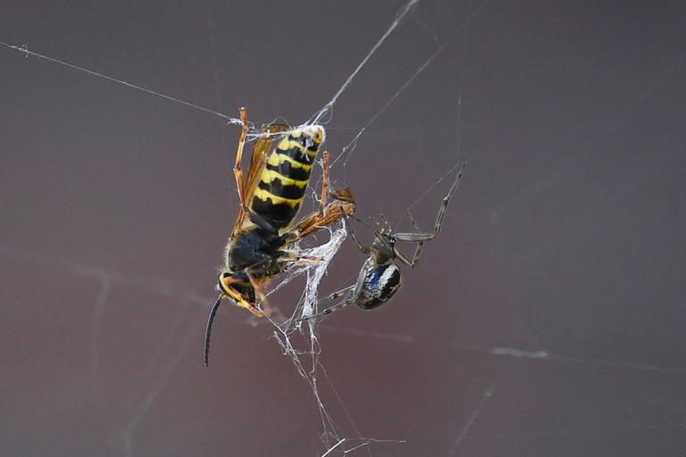 Σπάνιο είδος σφήκας που μετατρέπει τις αράχνες σε… ζόμπι ανακαλύφθηκε στον Αμαζόνιο