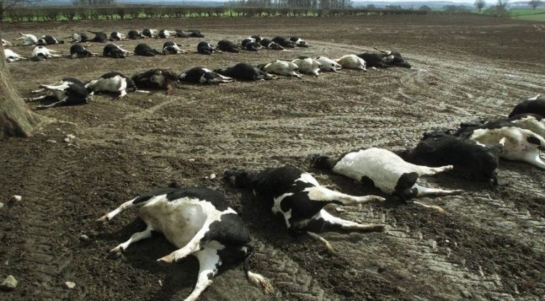 Τι είναι ο «αφθώδης πυρετός» που χτύπησε τη Λέσβο; Ανησυχούν οι κάτοικοι του πολύπαθου νησιού