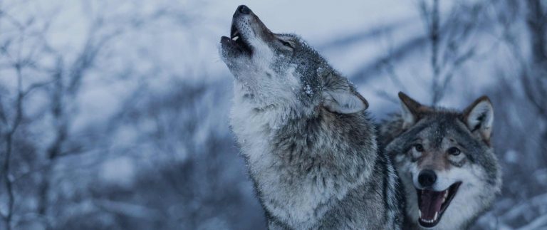 Αν ξεκίνησε τωρα η “Επανασταση” τους ετοιμάσου να χύσεις το αίμα σου για την Ελευθερία της Ανθρωπότητας !