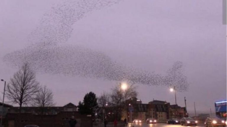 Εντυπωσιακό βίντεο: Τεράστιο σμήνος πουλιών σχηματίζει μια φάλαινα στον ουρανό